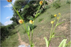 Allmania nodiflora